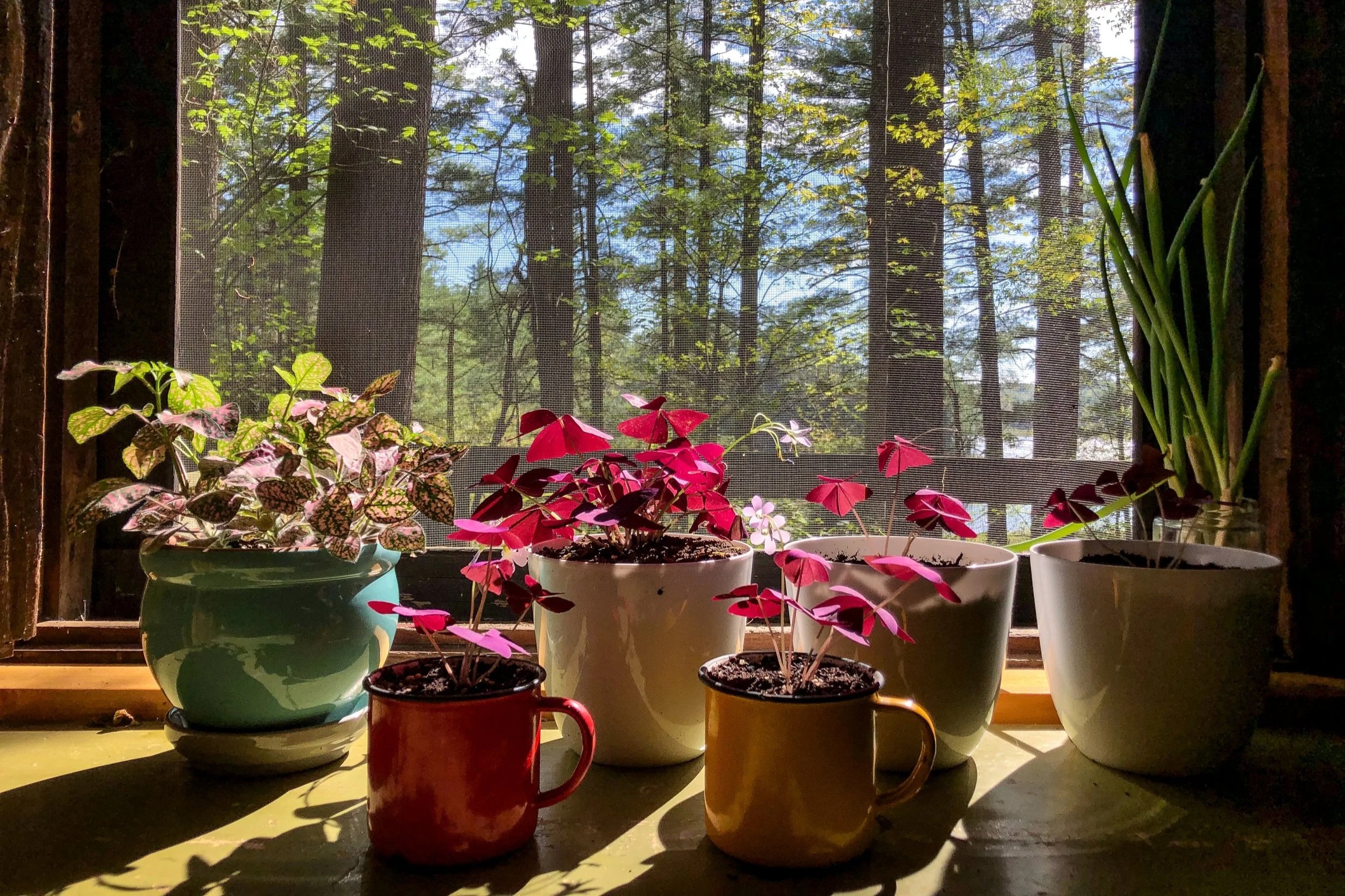 Potted plants on a windowsill with a forest view outside. The plants include a variegated leaf plant, a pink flowering plant in a white pot, a pink flowering plant in a small red mug, and green onion in a white pot. Sunlight casts shadows on the surface.