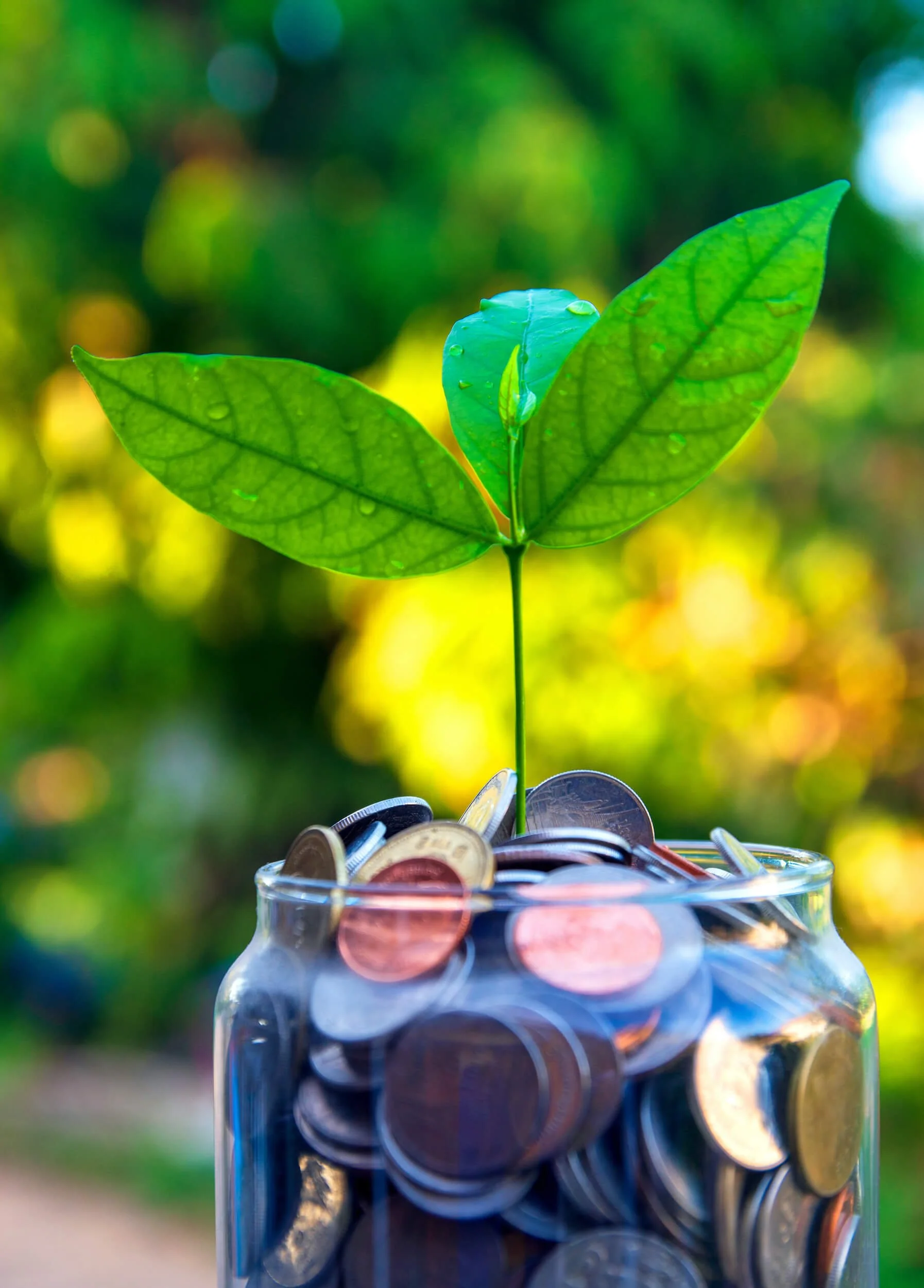 Seedling growing out of a jar filled with coins.