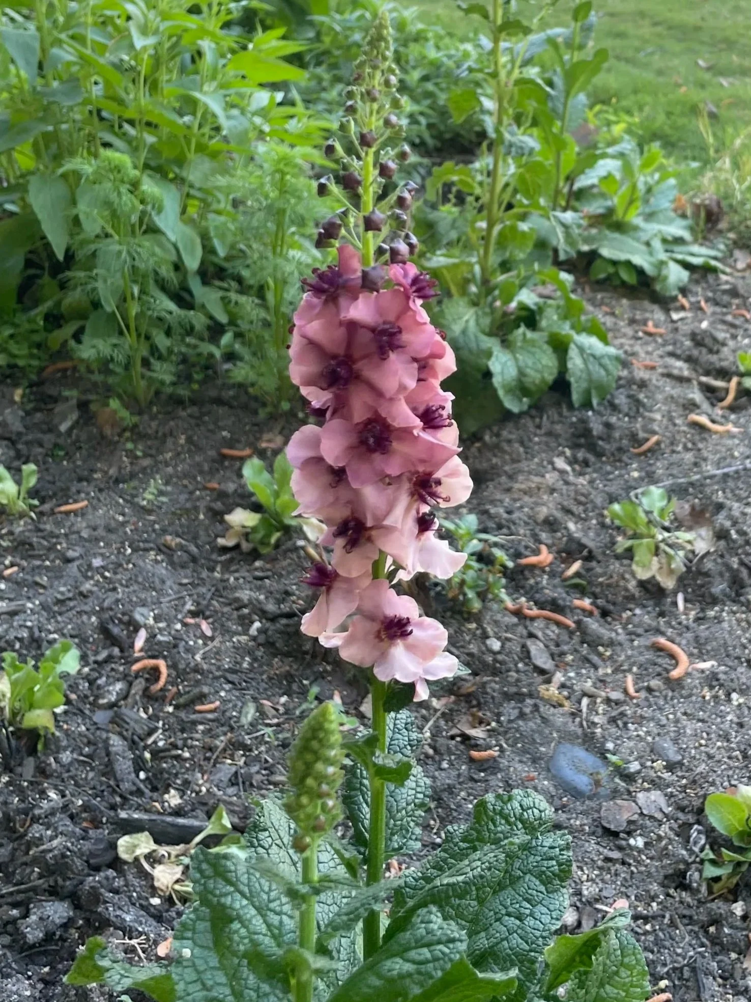 Verbascum
