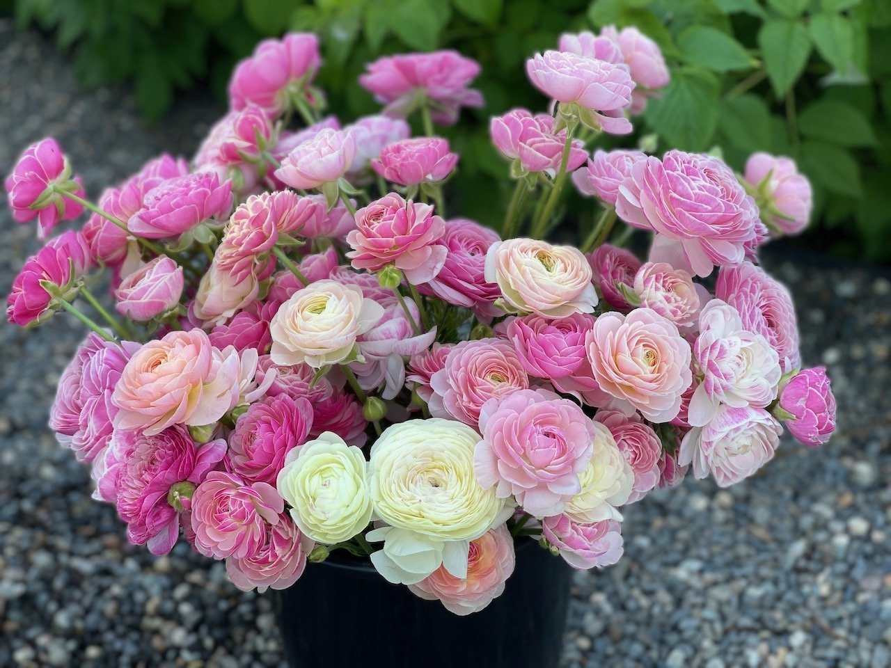 Ranunculus amandine porcelaine.jpeg