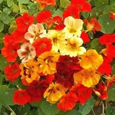 Nasturtium Jewl mix