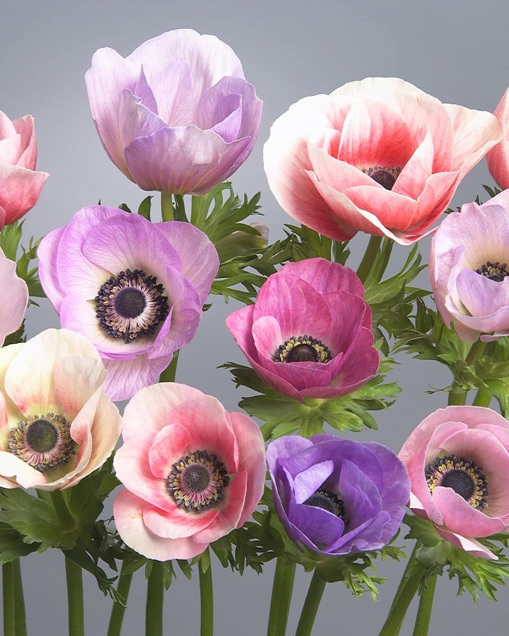 Anemone galilee pastel mix.jpeg