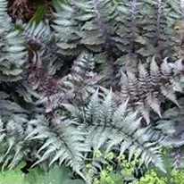 Japanese painted fern
