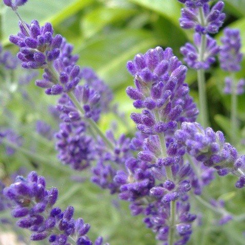 Phenomenal Lavender