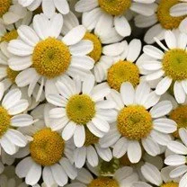 Feverfew