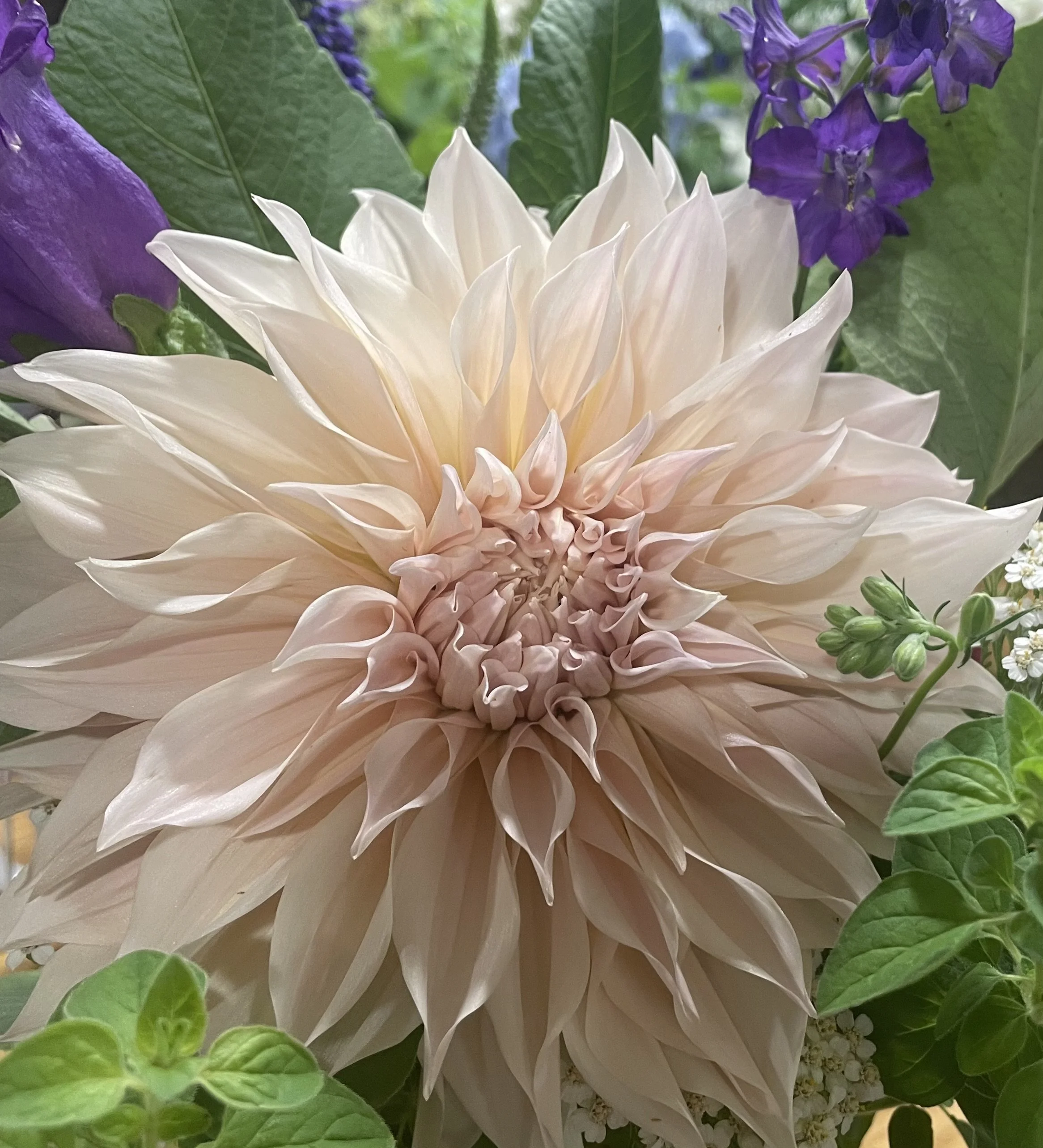 Dahlia2.jpg