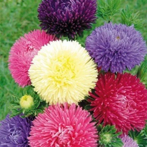 Chinese asters