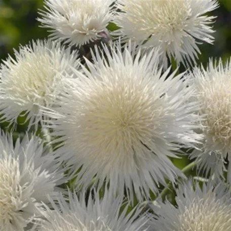 Centaurea Imperialis