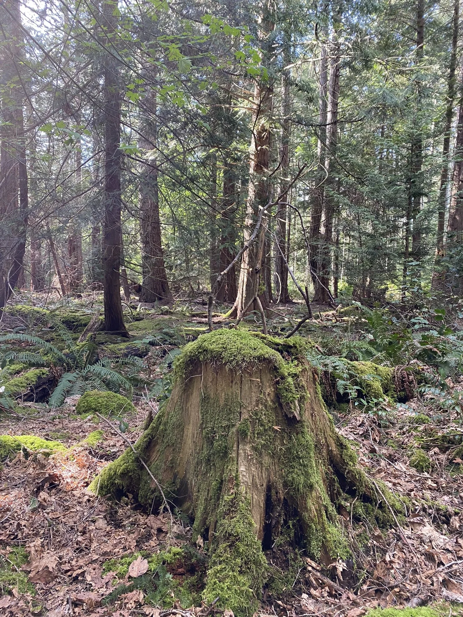 IMG_4908 - Copy.JPEG