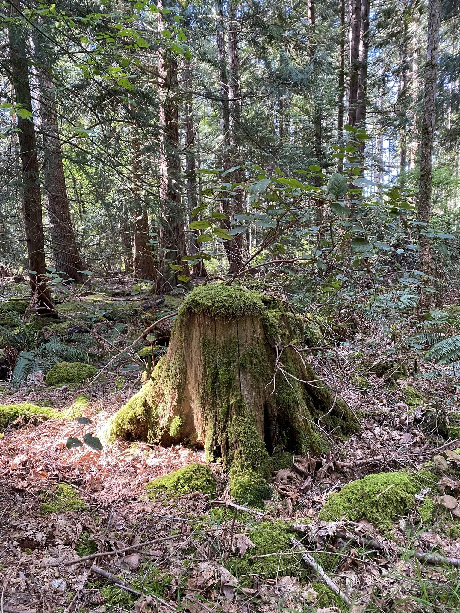 IMG_4902 - Copy.JPEG