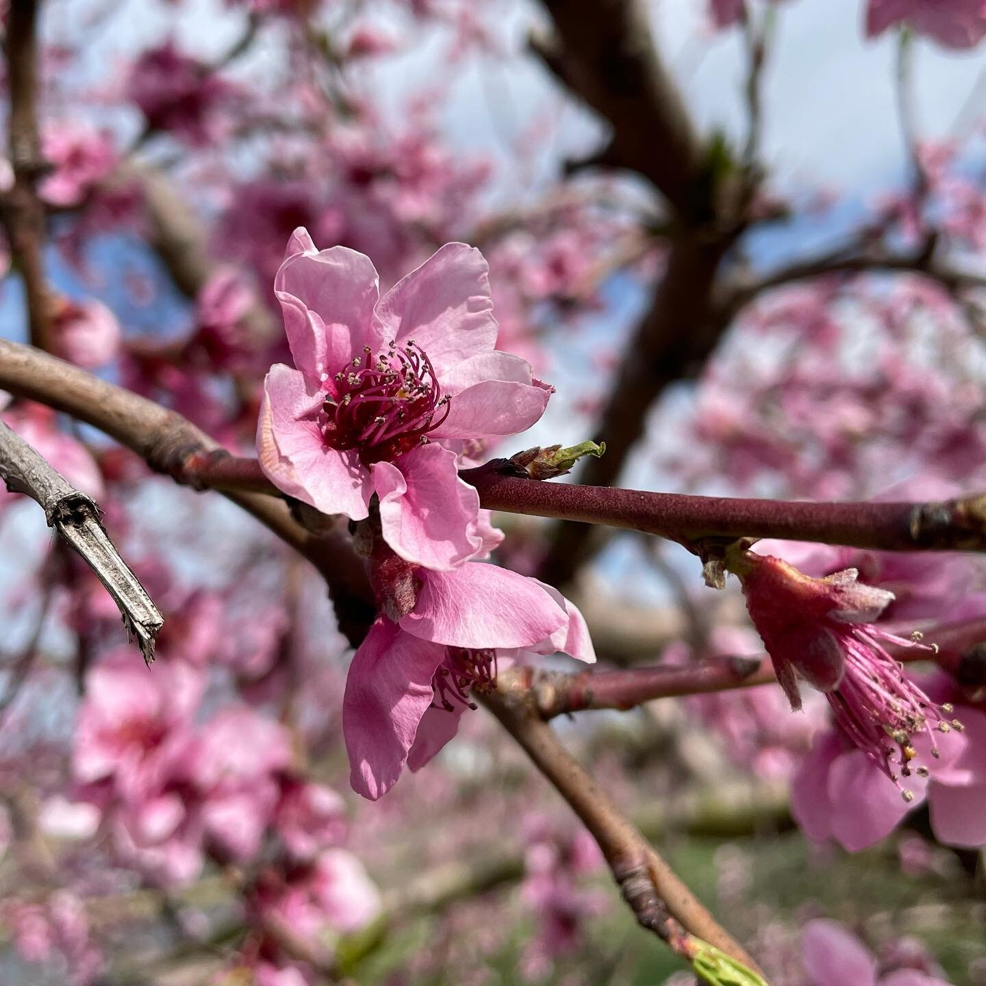 It was a beautiful afternoon, so we took advantage of it by going for a drive and visiting an orchard. The peach blossoms are in full bloom this weekend. Walked through the rows of trees and watched the bees busily collecting from the gorgeous pink f