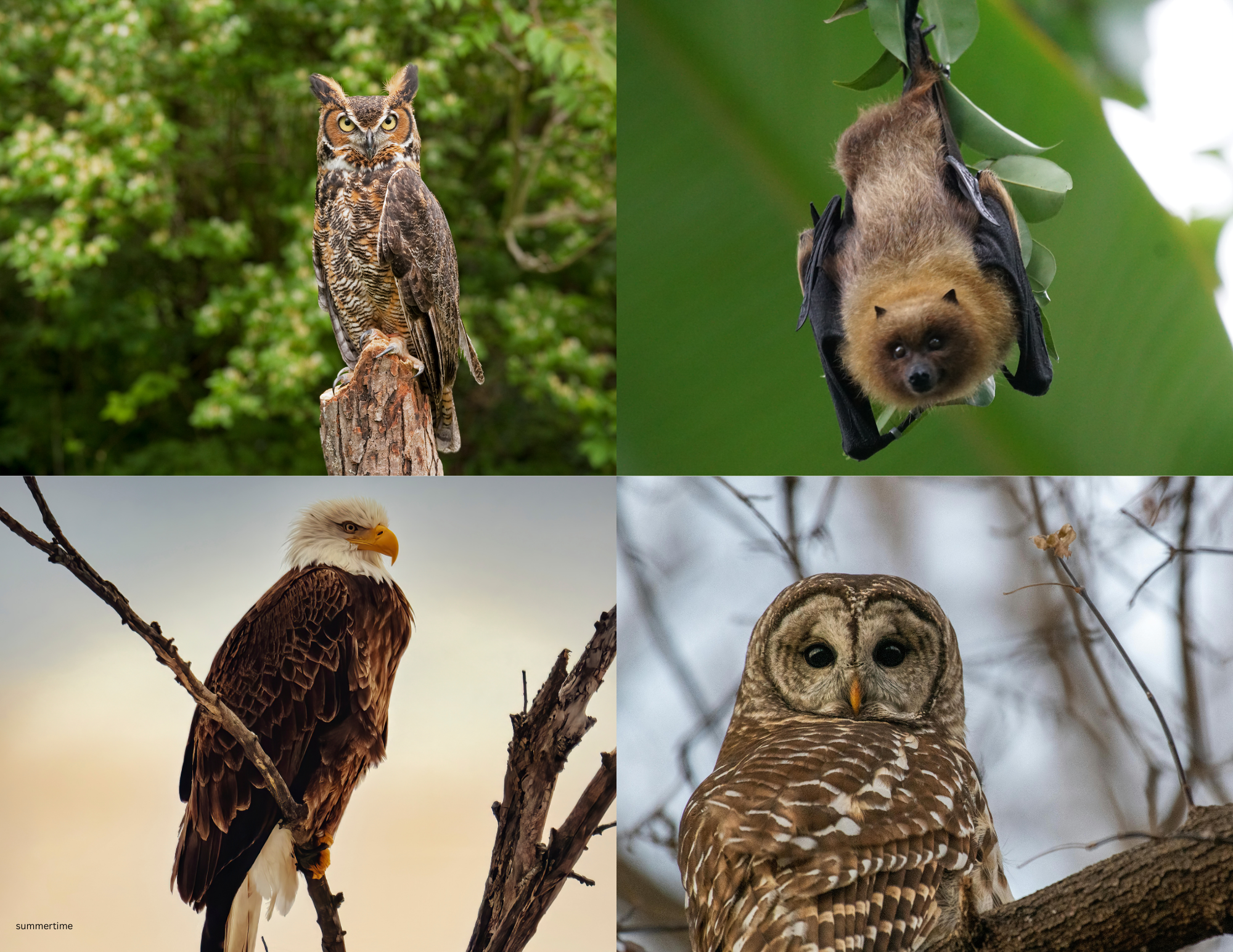 Bird/Bat/Owl Walk