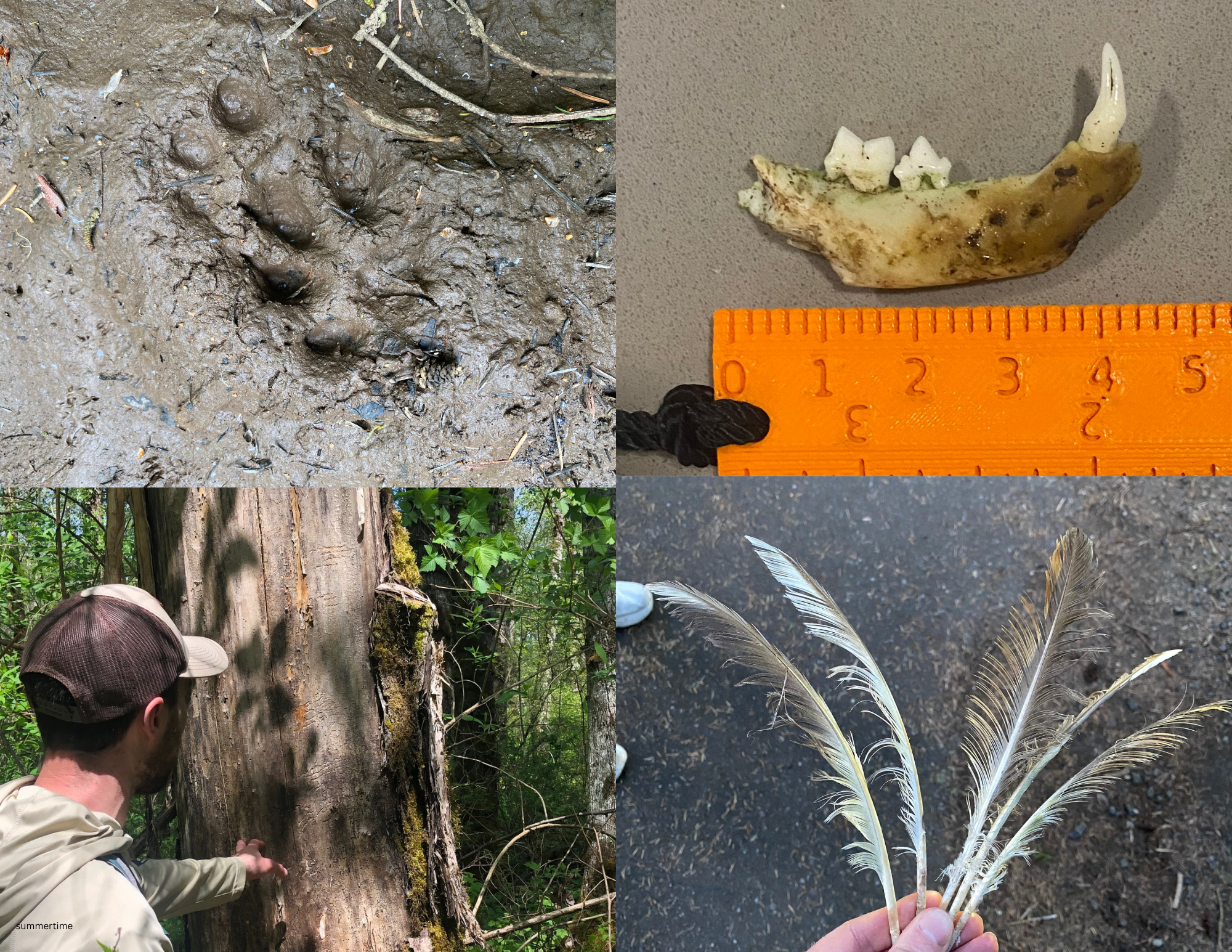 The Art of Wildlife Tracking