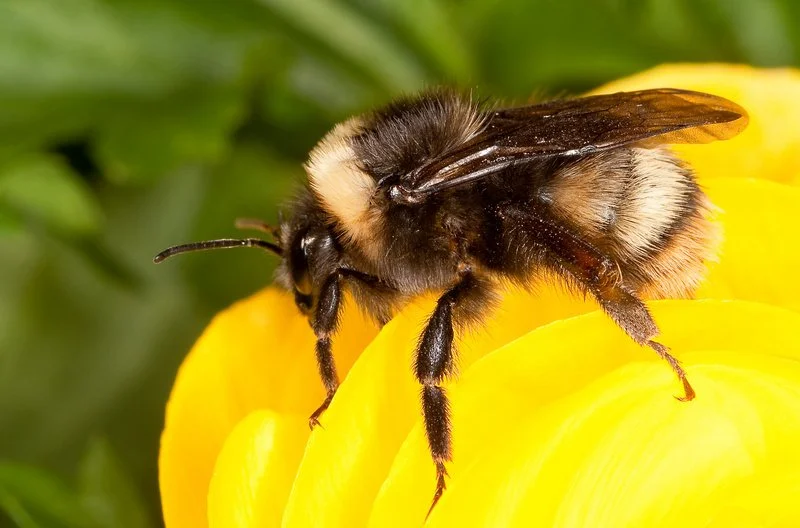 May Spotlight -        World Bee Day