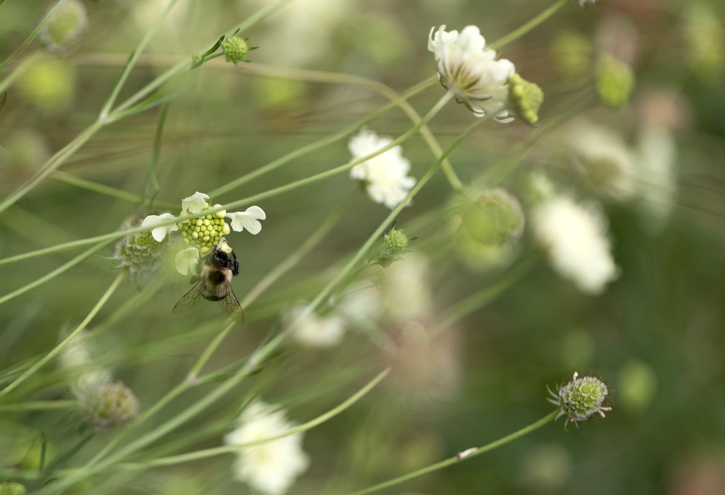 April Spotlight - Pollinators