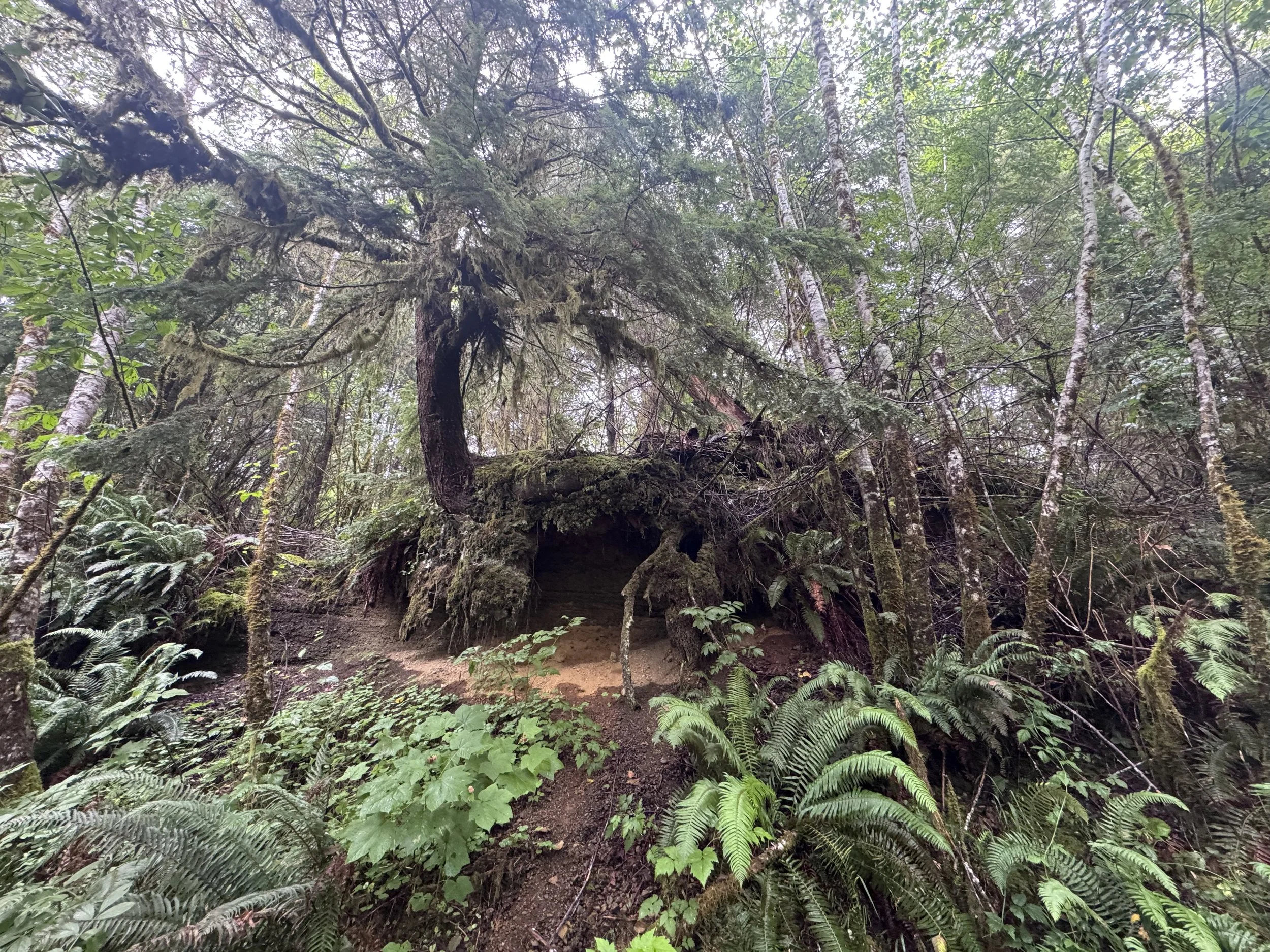 August Spotlight - Time Travel in the Upper Humptulips