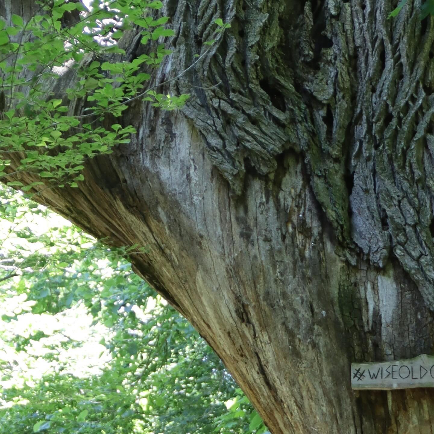 The wise old oak enjoys the Grand trails year around. You should go and find them and say hello. #grandtrails #outsideisfree #hiking HIKE 🏃🏽&zwj;♂️
BIKE 🚴🏽
PADDLE 🚣🏼&zwj;♀️
TASTE 🧀
STAY 🏕️