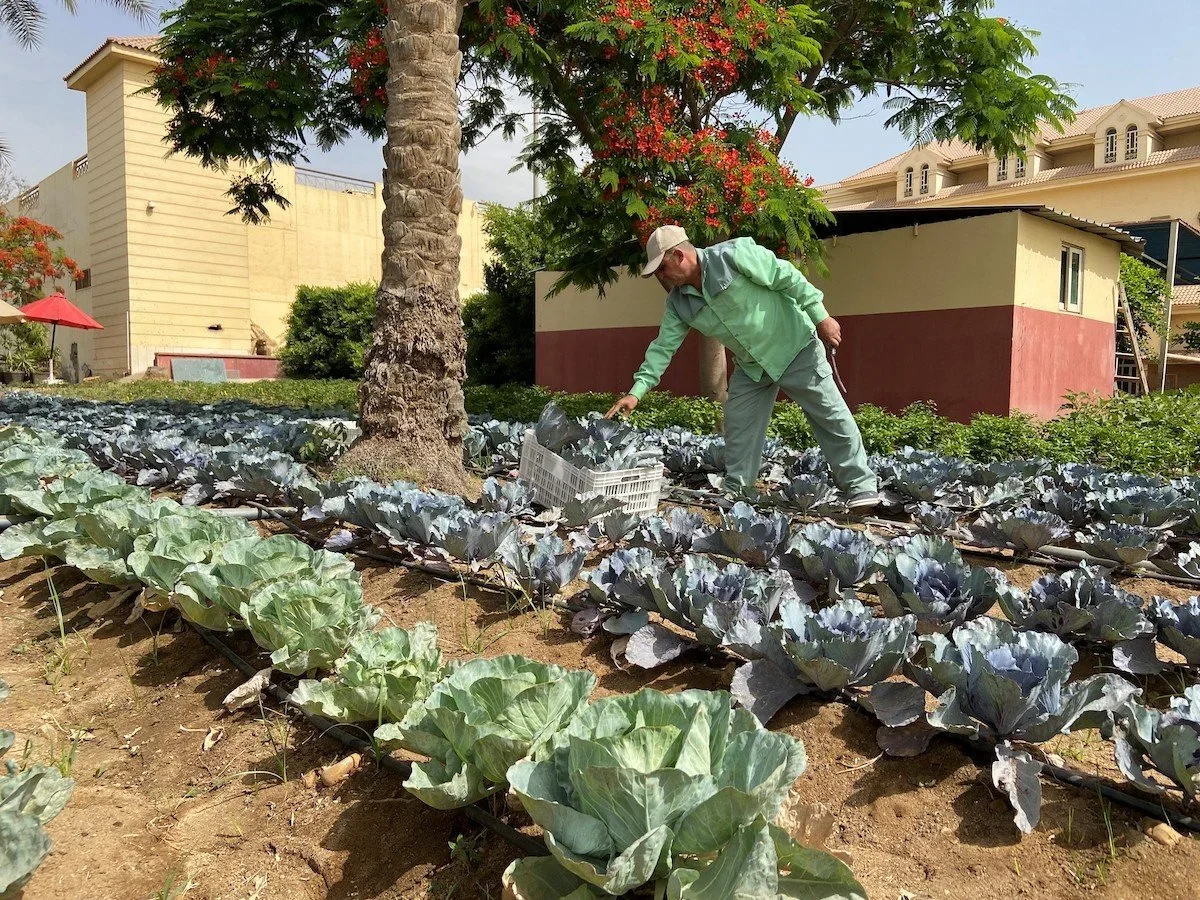 Growing Sustainability from the Ground Up: Green Globe Members Cultivate Fresh Food, Biodiversity, and Community