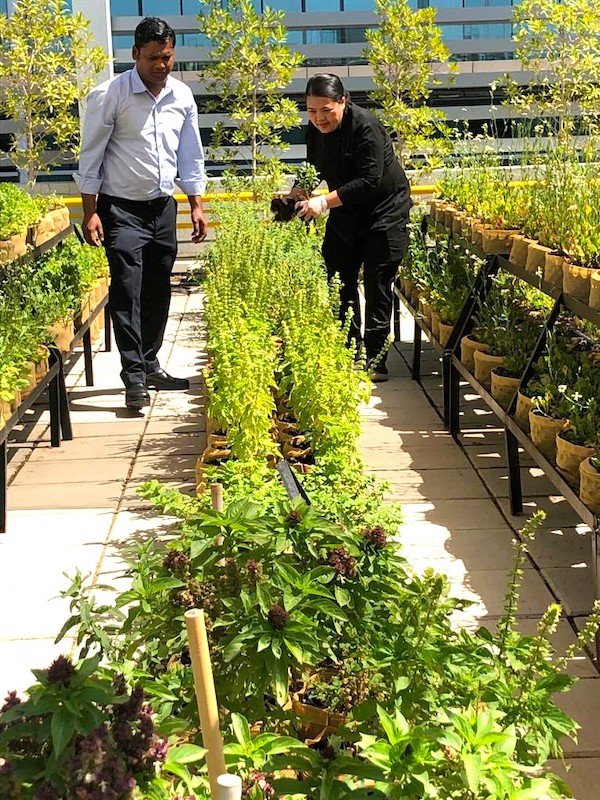 Roof Top Harvests at Four Points by Sheraton Bur Dubai