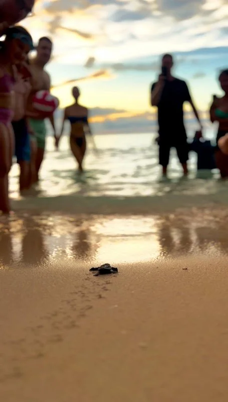 Turtle Hatchling Release 1.jpeg