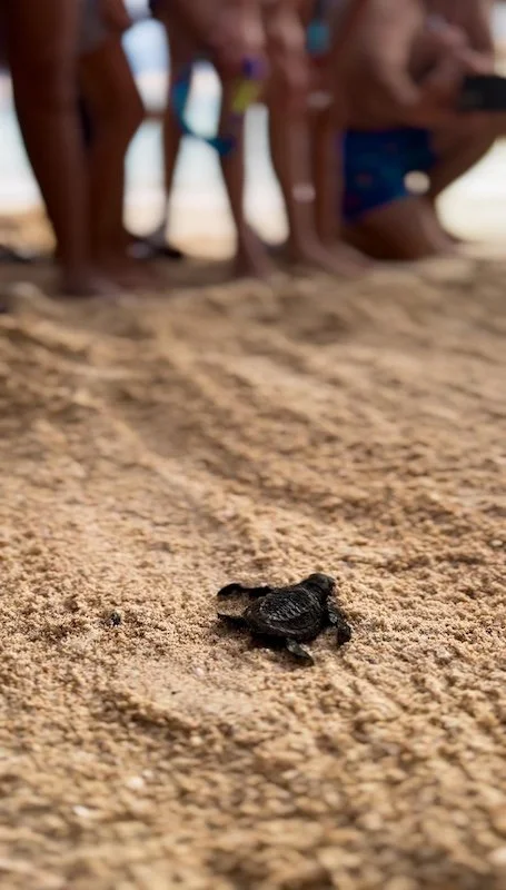 Turtle Hatchling Release 2.jpeg