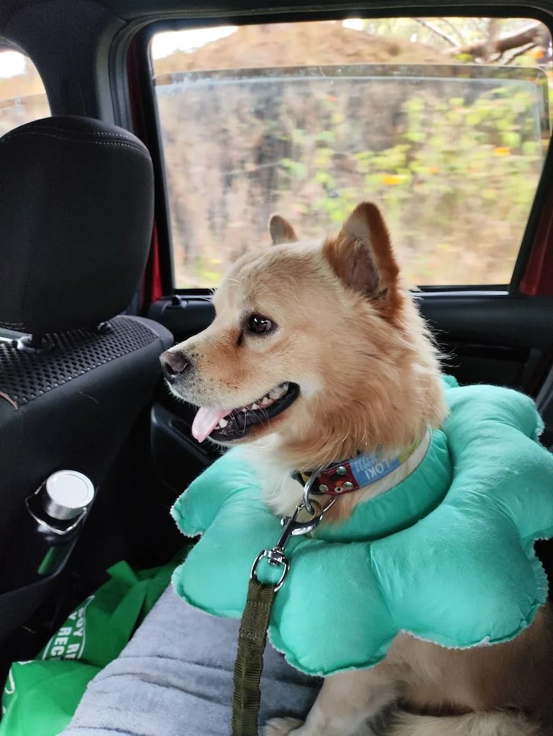 Building Exemplary Destinations: Why Tourism Must Lead-Starting with Cruelty-Free Communities