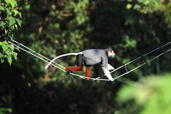 Monkey bridge with red shanked douc.jpg