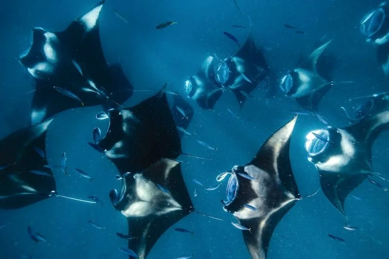 TNM - Manta Rays - Large.jpg