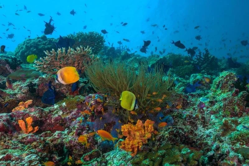 TNM - Manta Rays - Large (1).jpg