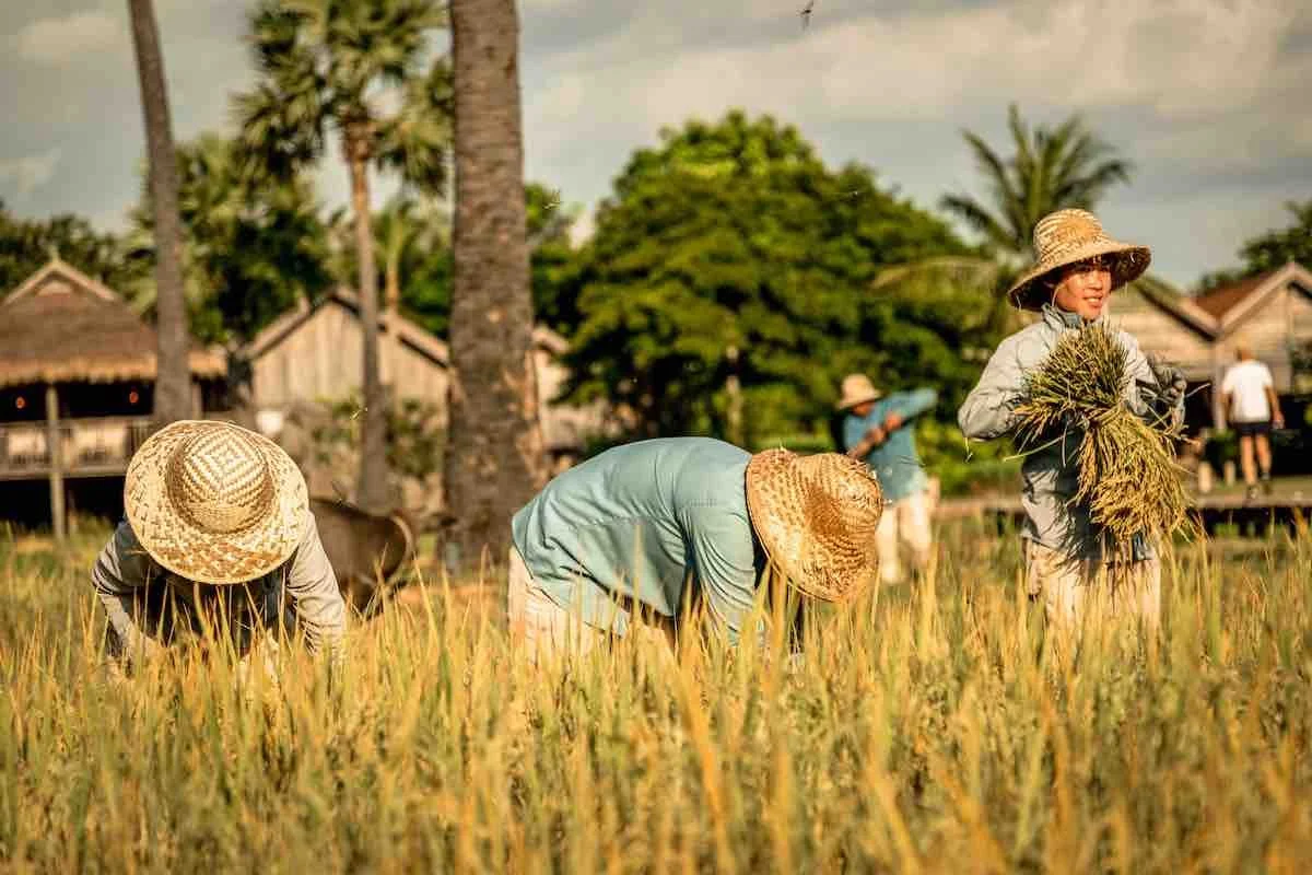 Zannier Hotels Phum Baitang - Rice Cultivation 9 - © Patricia Parinejad for Zannier Hotels.jpeg