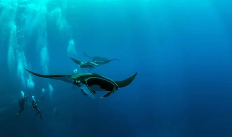 Manta Rays.jpeg