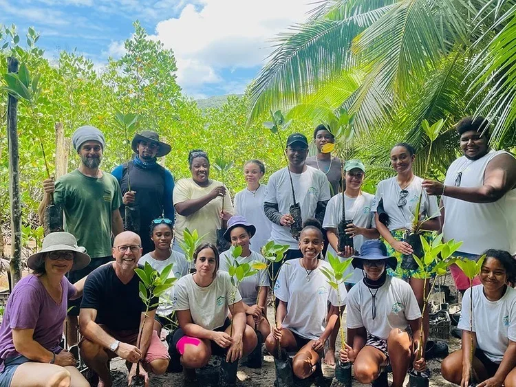 Mangrove rehabilitation programs transform formerly barren “Dead Zones” into thriving ecosystems. Constance Ephelia Seychelles has created the first mangrove nursery in Seychelles, where young trees acclimate to local environmental conditions, improv