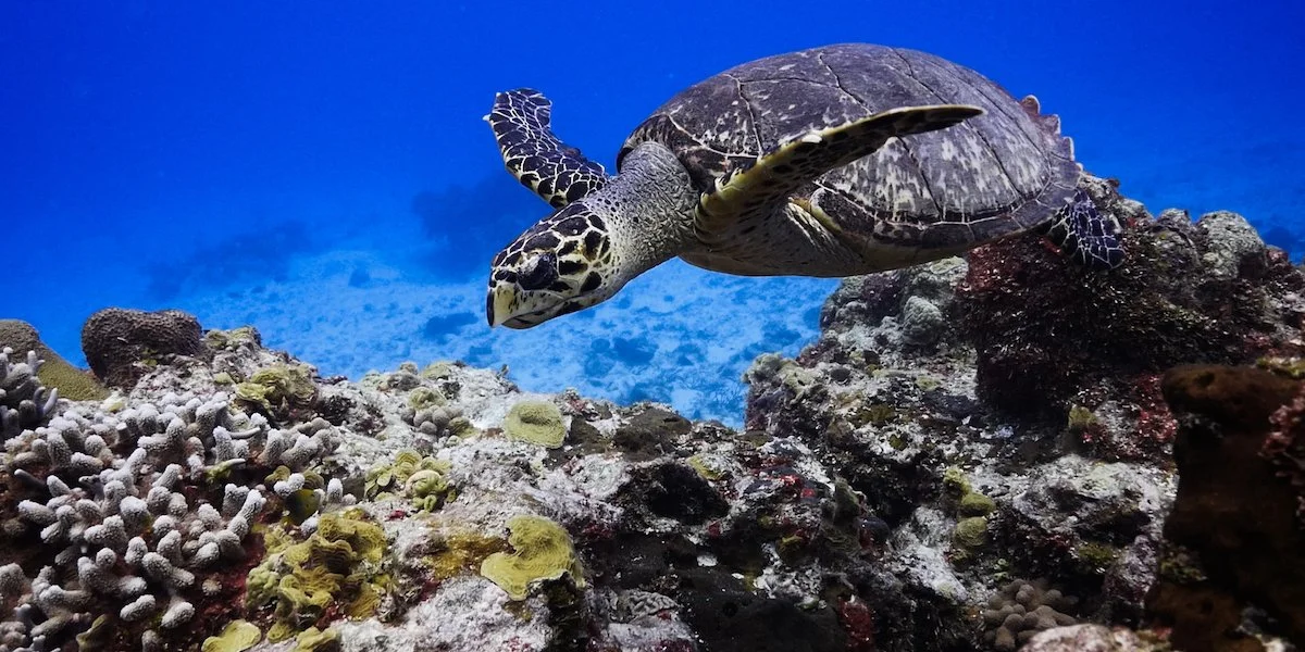 Barcelo Allegro Cozumel: Committed to Sea Turtle Conservation in Mexico