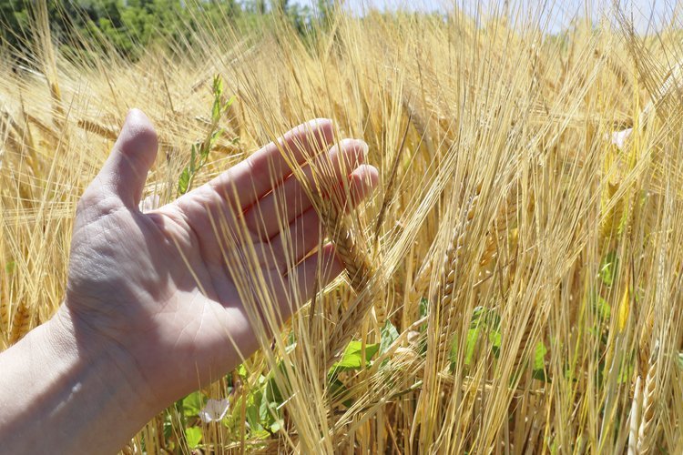 A person's hand touches golden wheat stalks in a field during daytime.