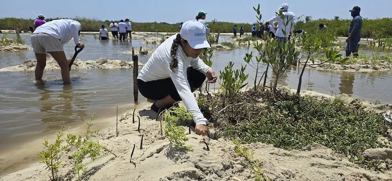 Occidental Cozumel Supports Mangrove Conservation in Cozumel