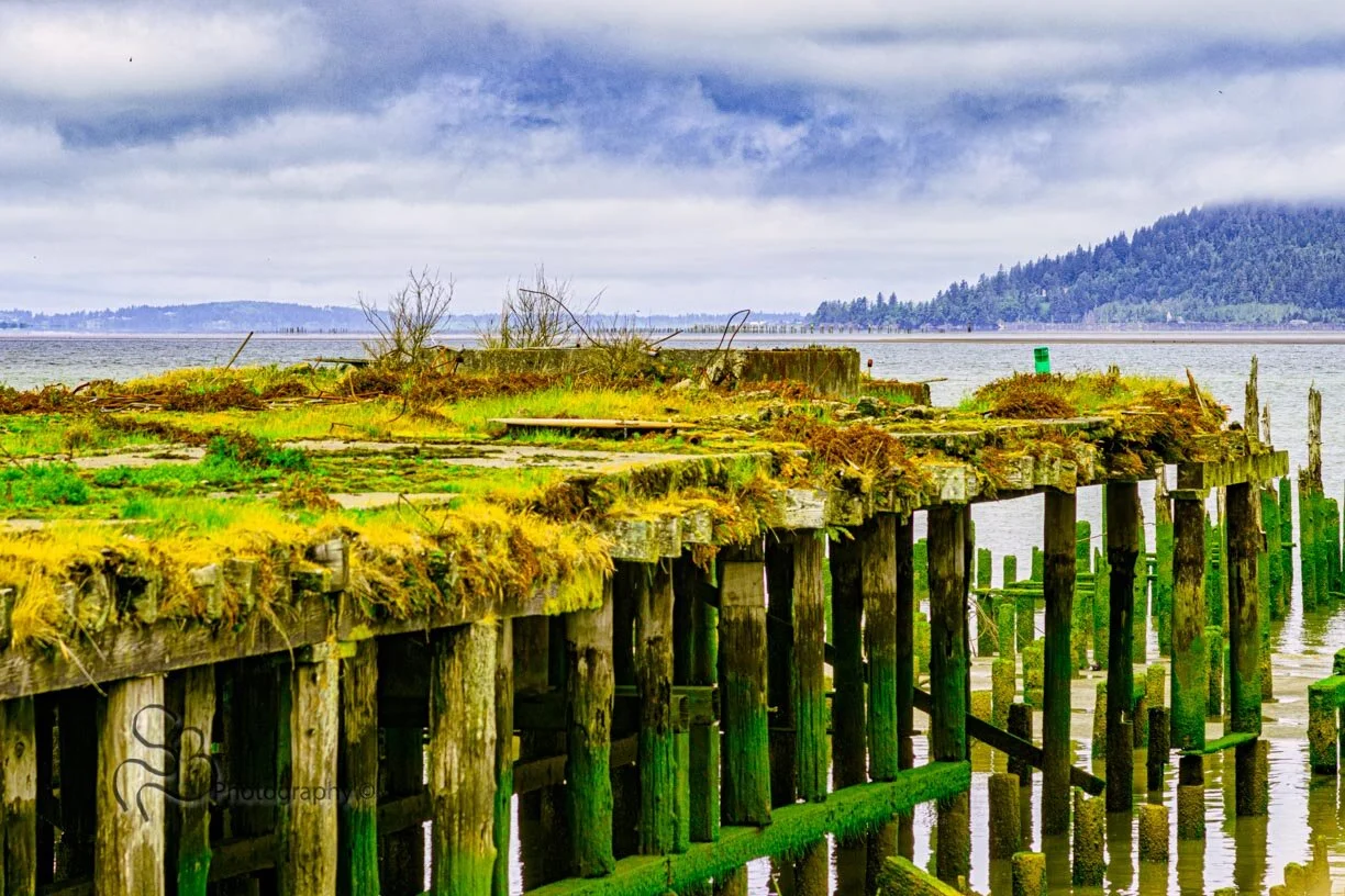 Documenting - Backroad Blitz - Hwy 101 - OR
