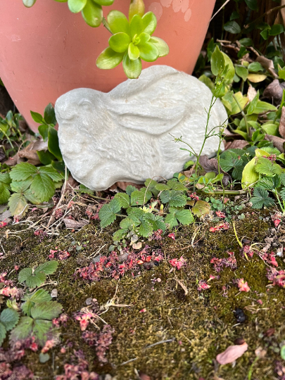 Realistic Turtle Concrete Stepping Stone | Backyard Stone Art