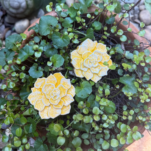yellow+flowers1.png