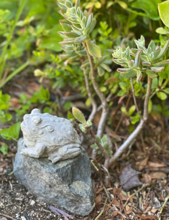 fairefrog4.png