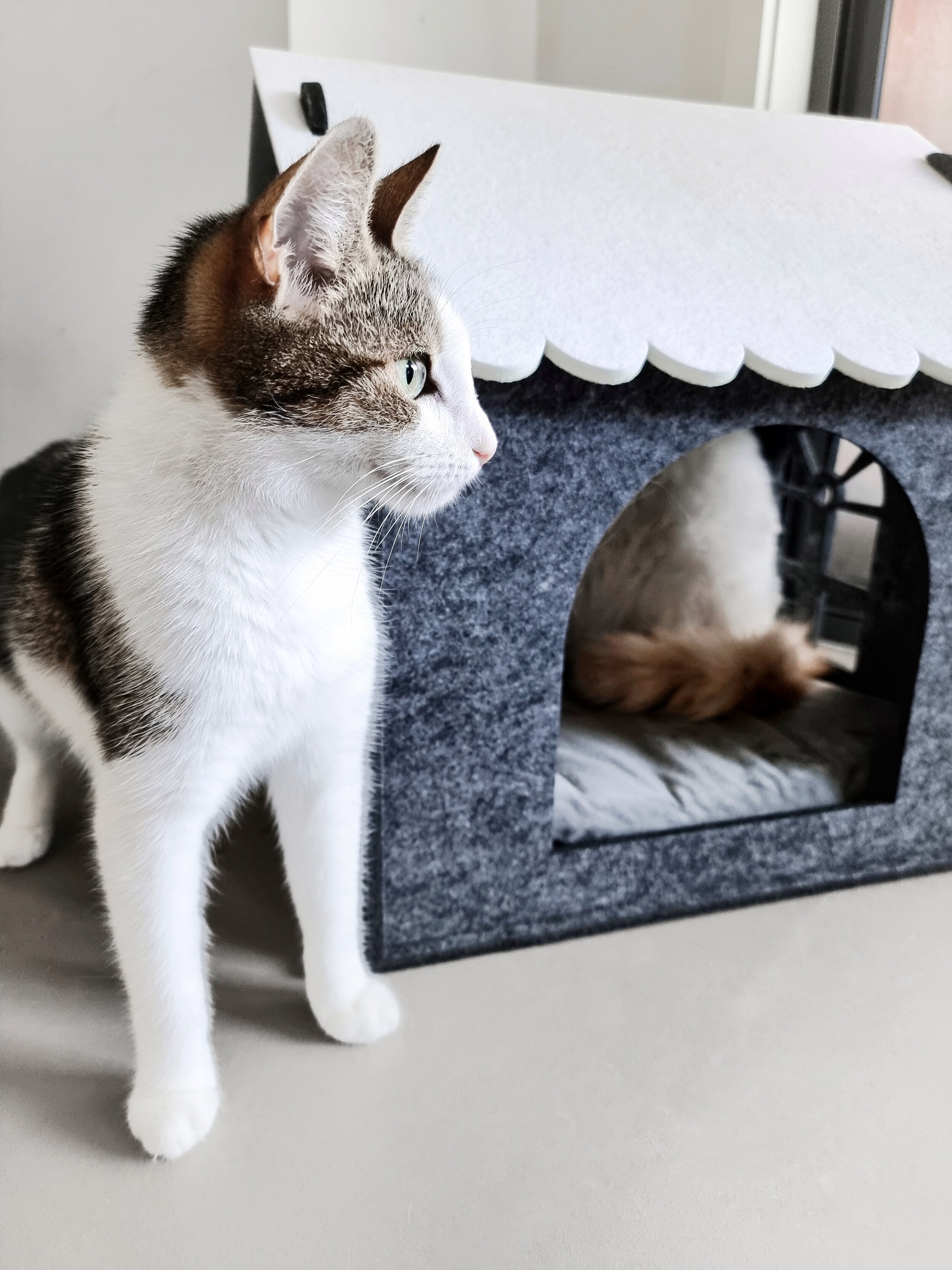 Pet House
Snow Cabin