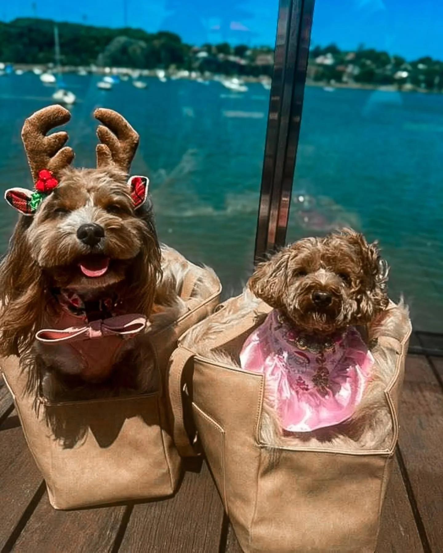 Happy Christmas in July 🎅🎄

Maple &amp; Ella in our 
Lux Pet Carrier Bags 👜