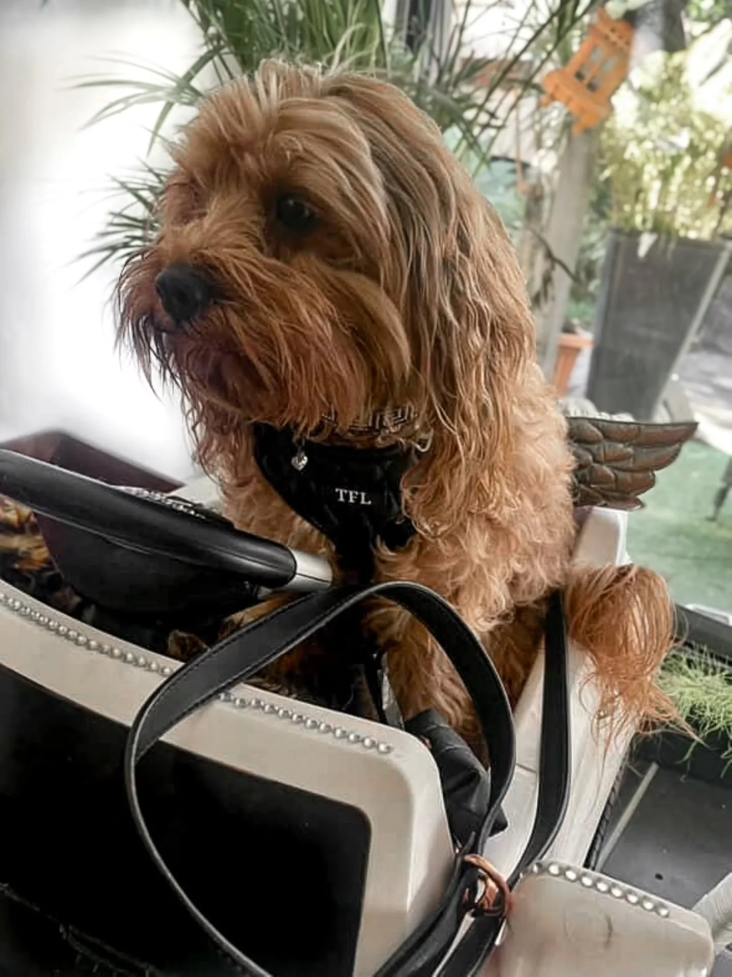 Zoomies? More like vroomies! Buckle up, Bentley is wingin it with style 🐶🚘 

Lux Black Harness with Lead 🖤 
Shop here www.theflufflife.co 🛒