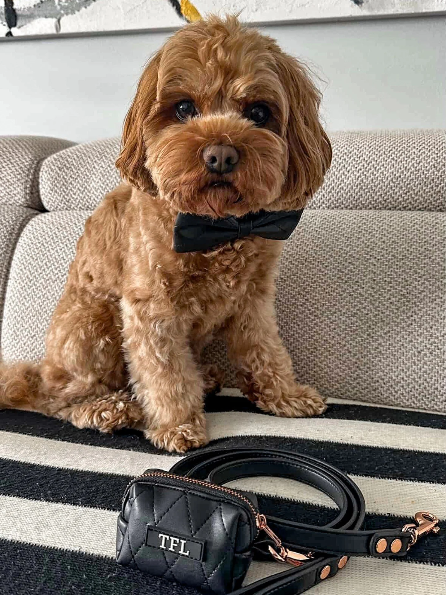 A classic look, with extra cuteness 🐶🖤 

Milo wearing our Lux Black Bow Tie with matching Lead Set 

.
.
Pet fashion accessories 
The Fluff Life