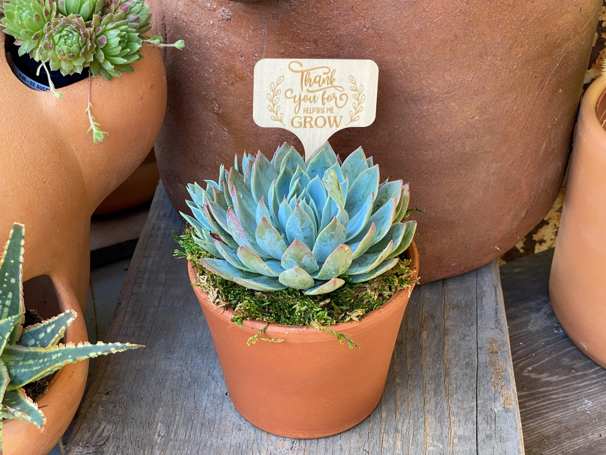Potted Succulent