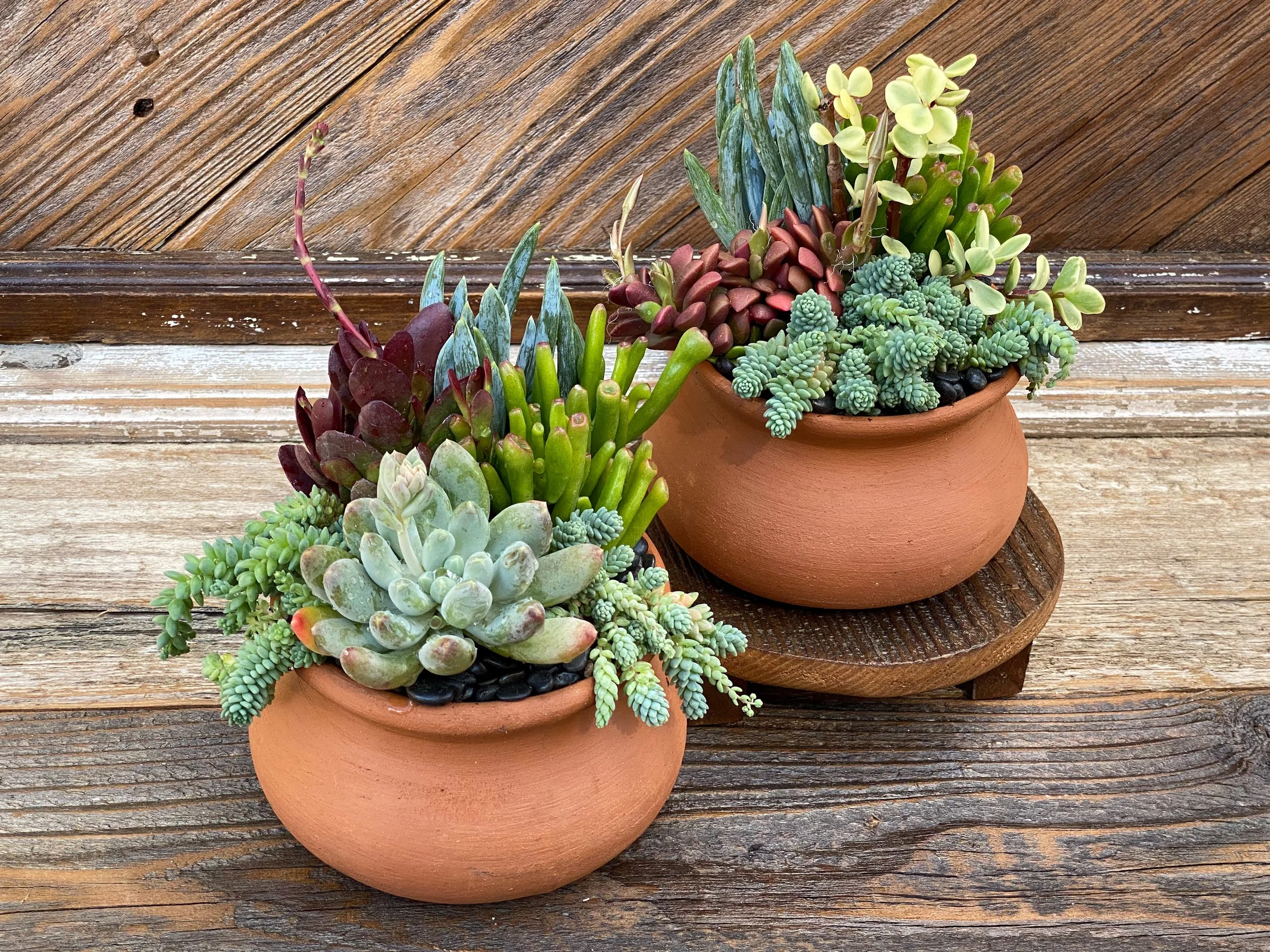 Succulent Arrangement