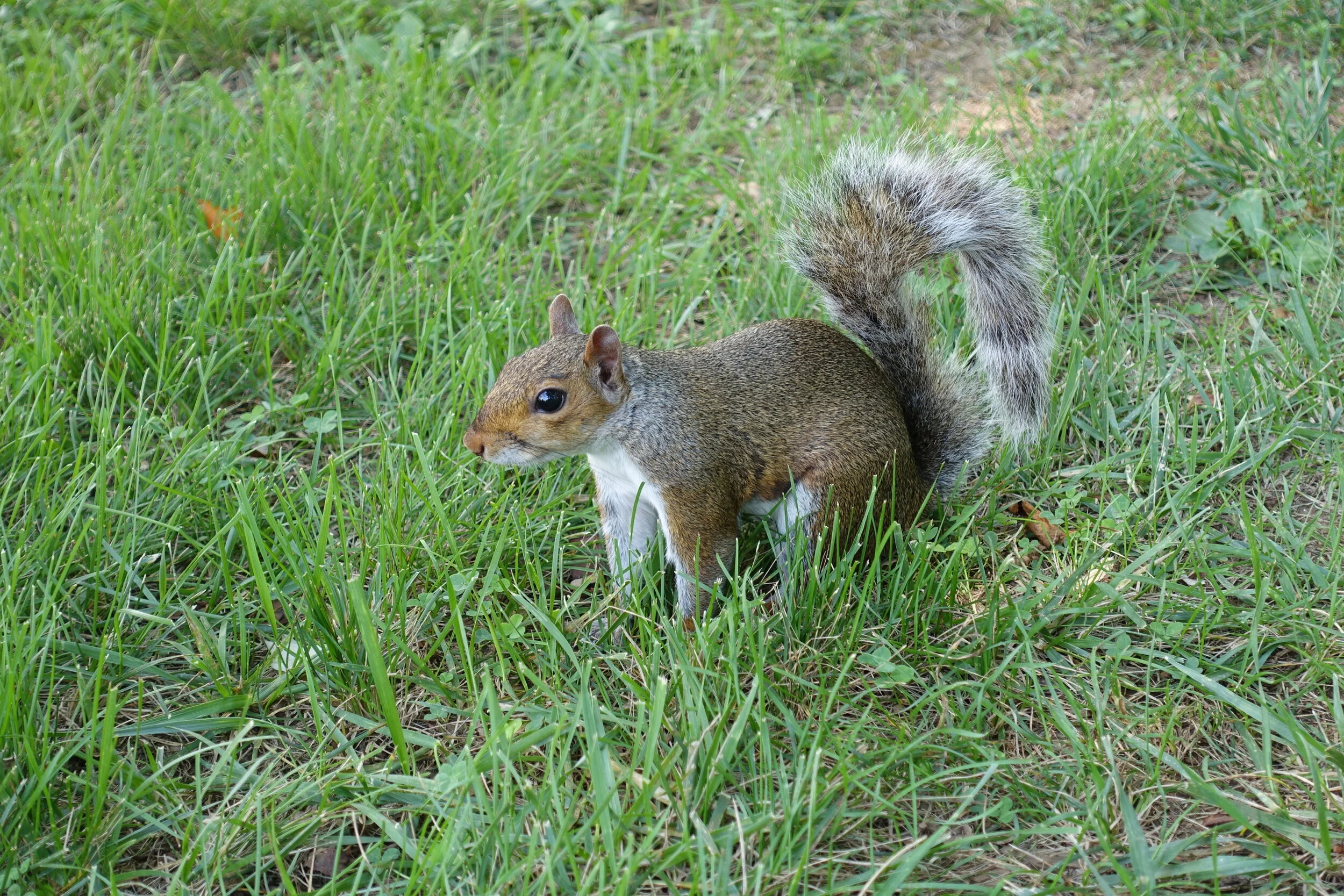 Lightening the mood with a photo of a squirrel.