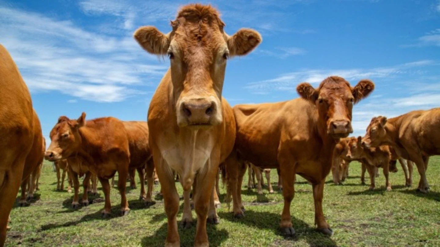 Why Harvey Beef is building a huge cattle feedlot, and how you can be a conscious carnivore
