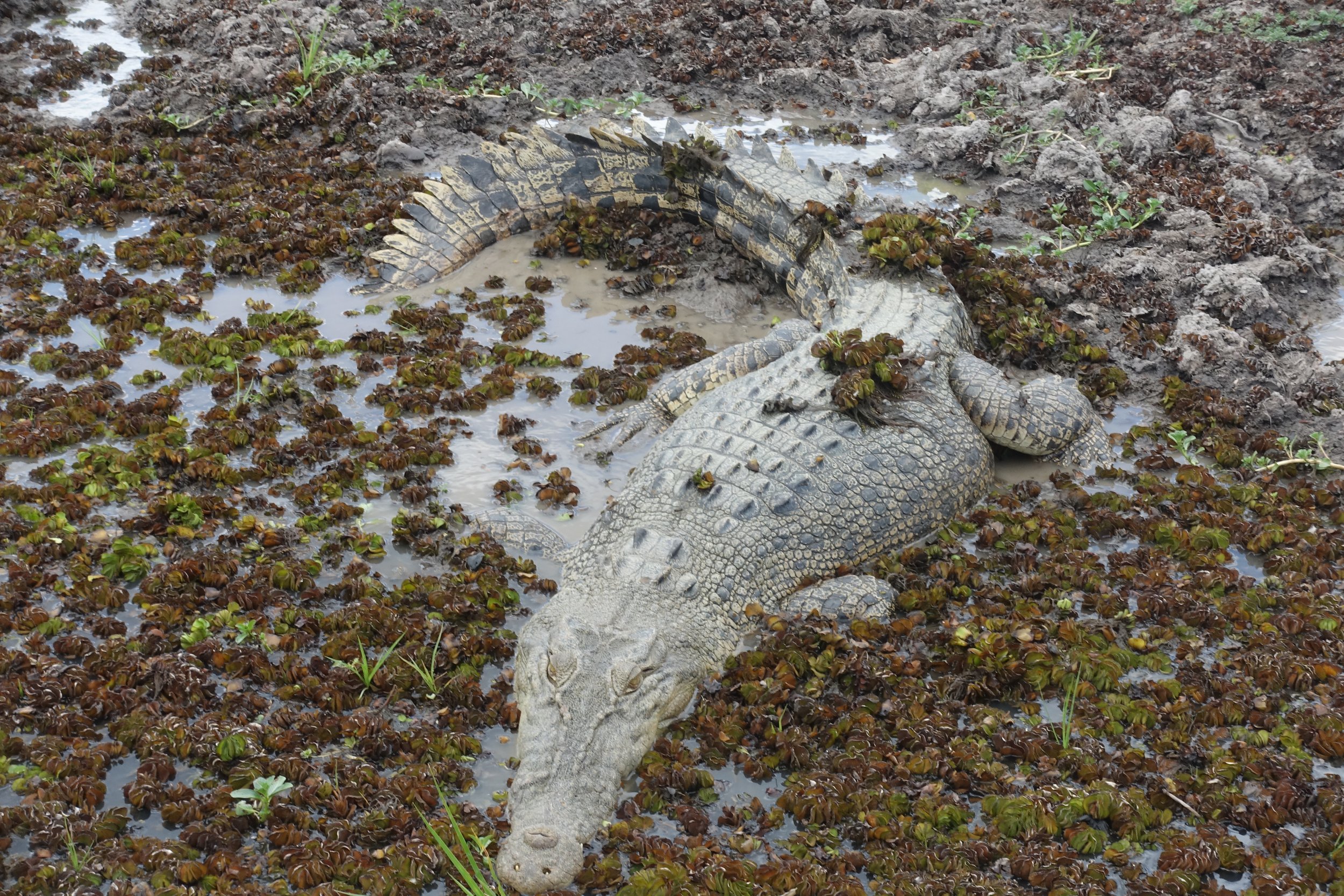  Cooinda Yellow Waters cruise, Kakadu 