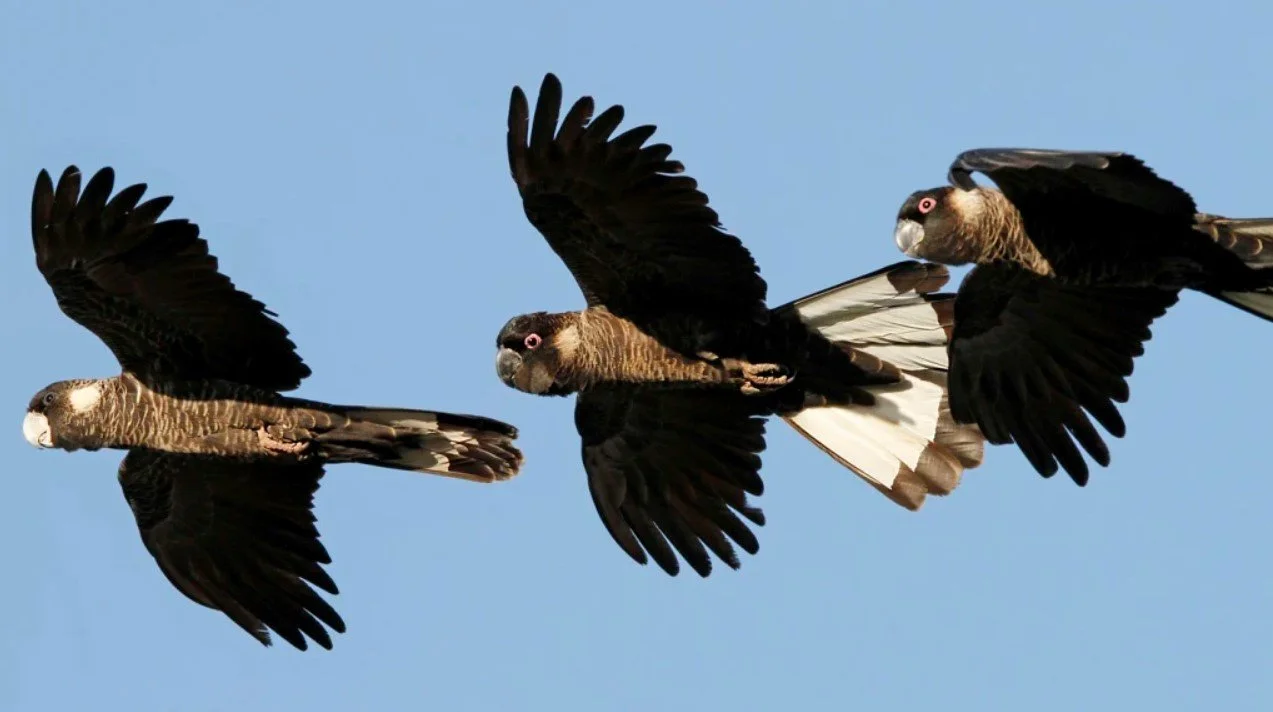 Three years until Carnaby's cockatoo starvation starts, BirdLife warns