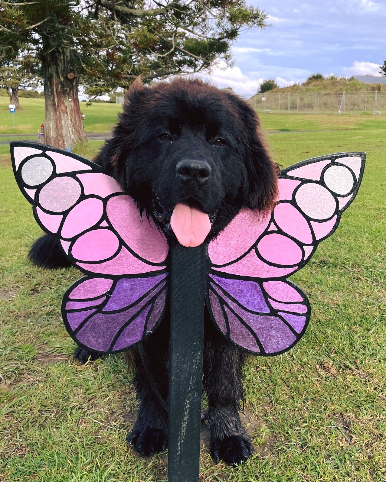 Hellooo, don&rsquo;t mind me! 🐶

Little fairies - don&rsquo;t forget that right next to the big pair of fairy wings, there&rsquo;s also a mini pair to pose with 🦋! Purple on one side&hellip;Rainbow on the other 🌈💜

#fairyworks #hobsonvillefairies